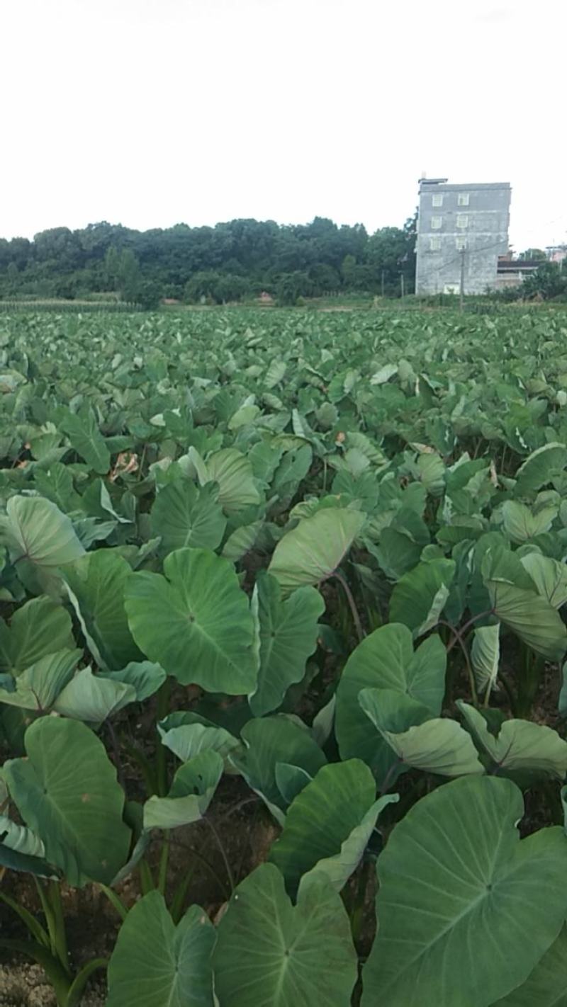 三百亩正中香芋即将上市