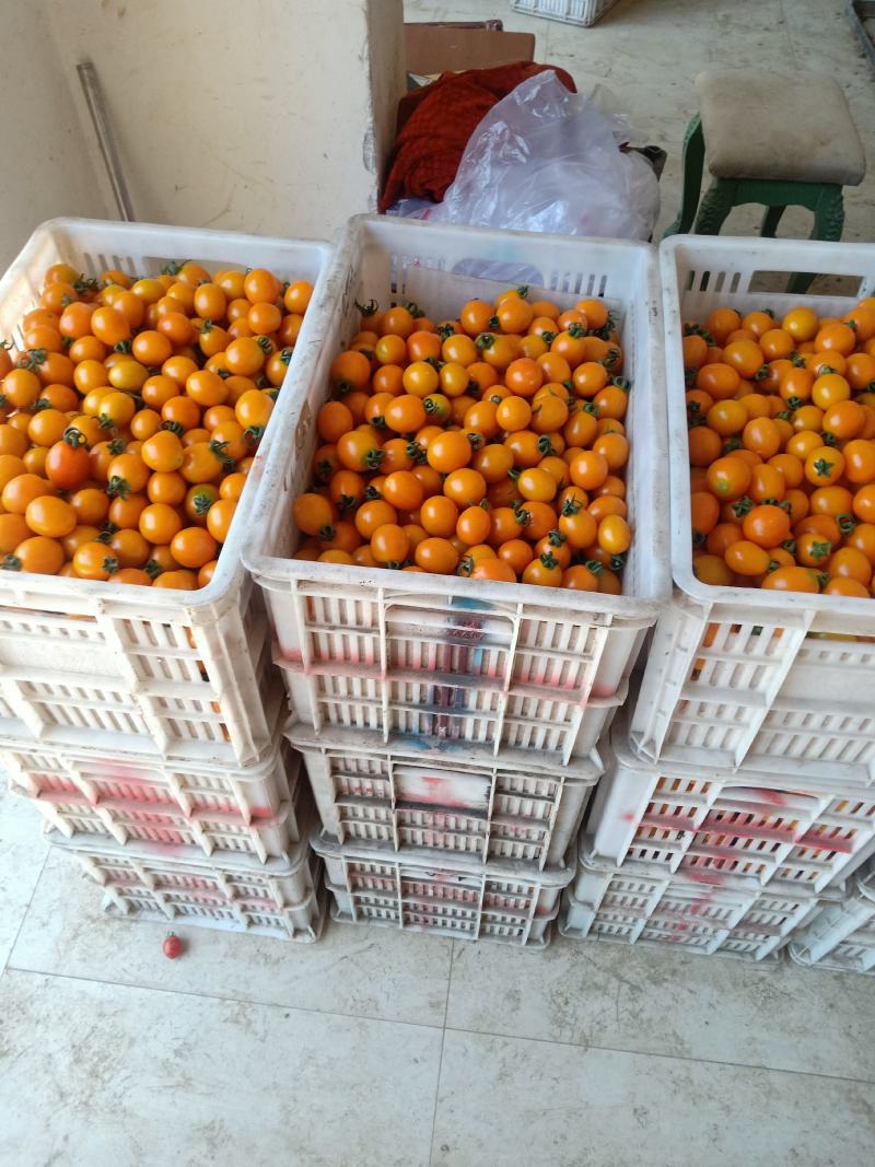 圣女果