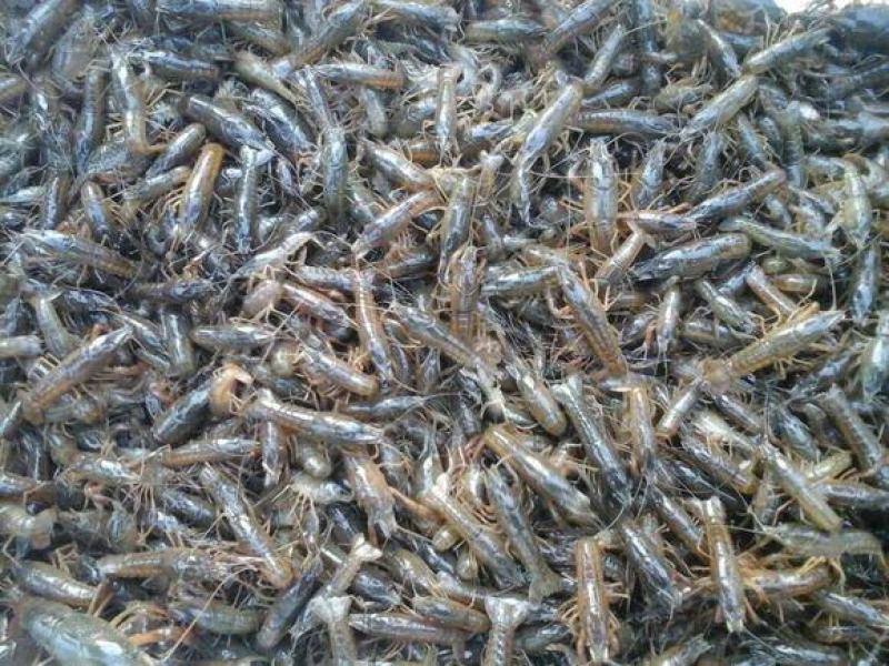 龙虾苗