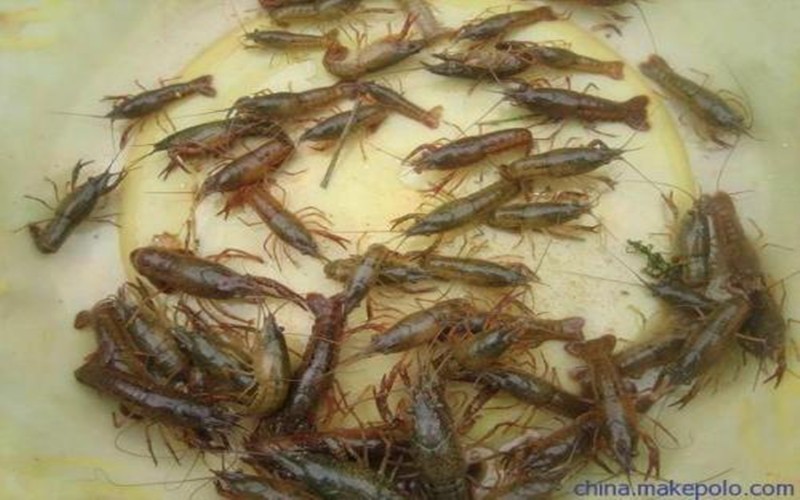 龙虾苗