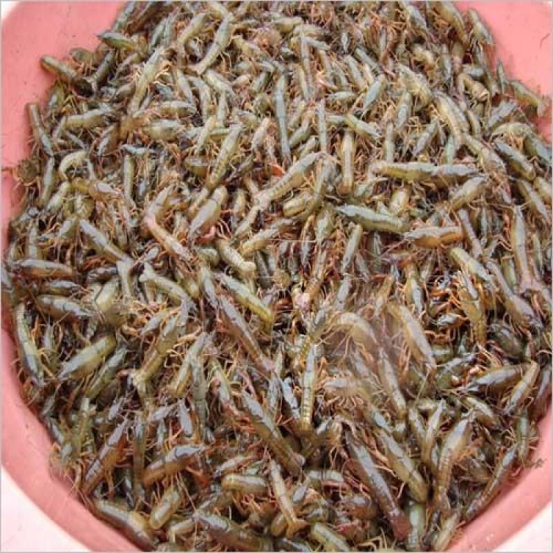 龙虾苗