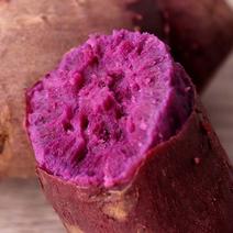【推荐】紫薯紫罗兰大量有货产地直供保证质量可视频