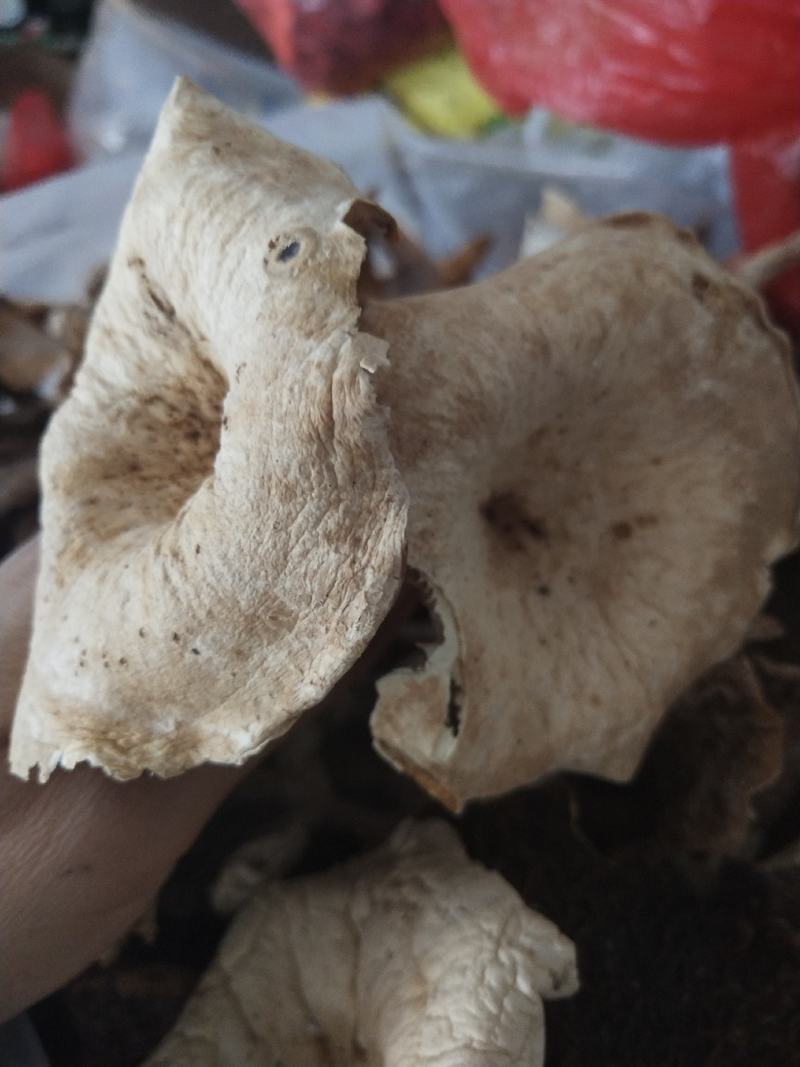 野生菌(奶浆菌，鹅掌，白菌)白菌混装干品杂菌干货