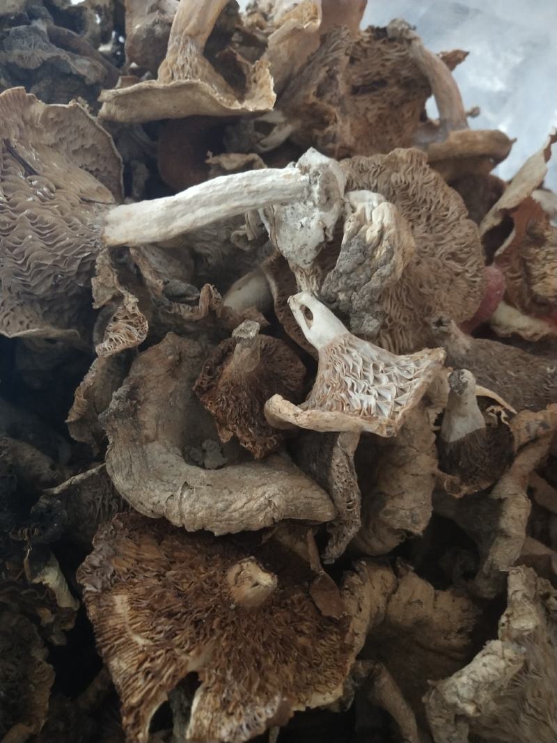 野生菌(奶浆菌，鹅掌，白菌)白菌混装干品杂菌干货