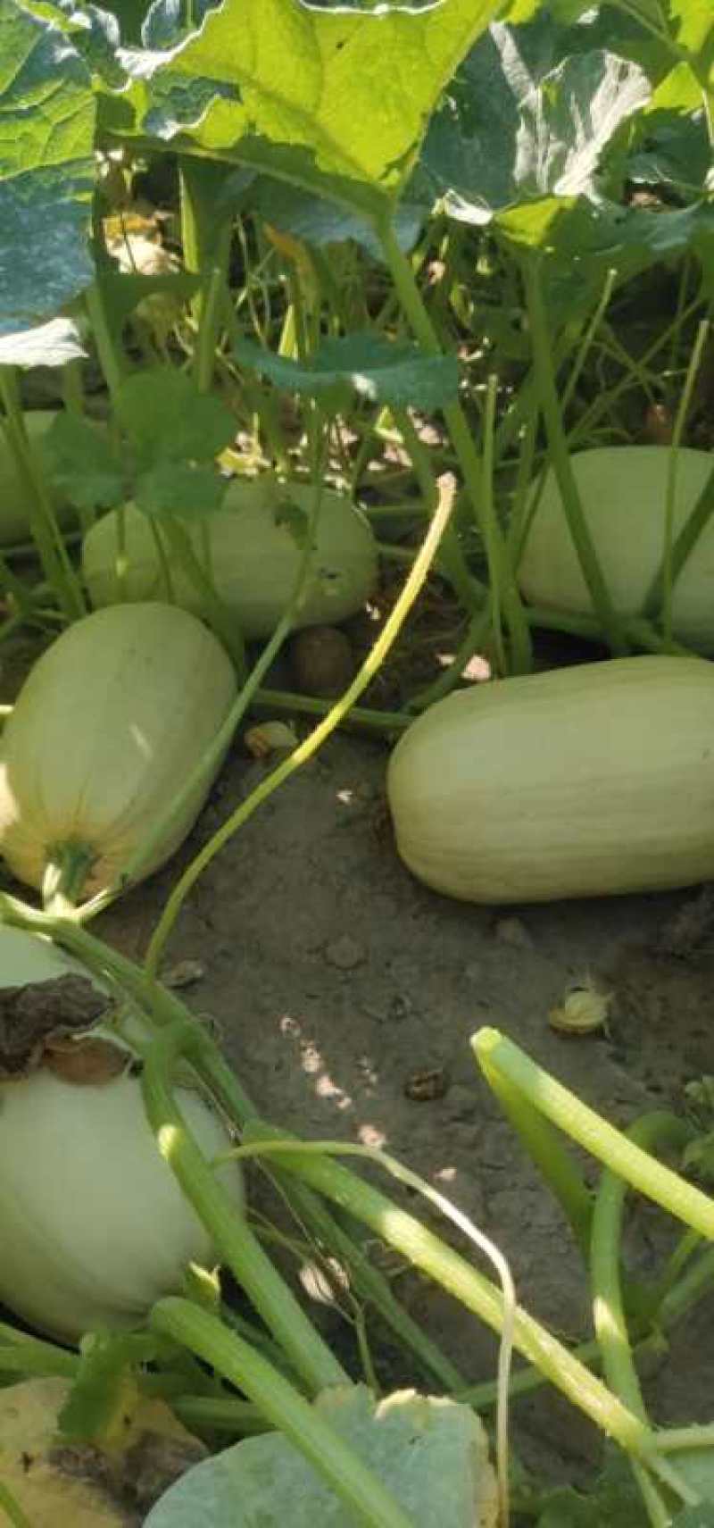 新疆金丝茭瓜