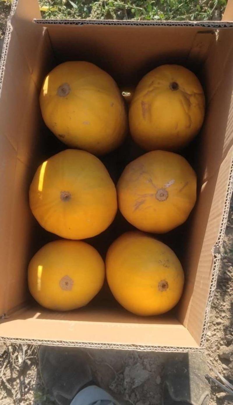 新疆金丝茭瓜