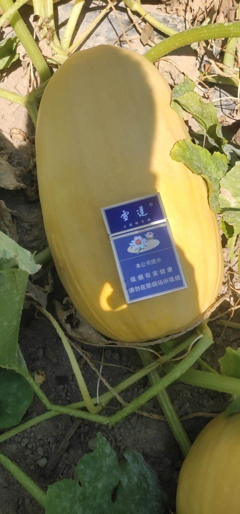 新疆金丝茭瓜