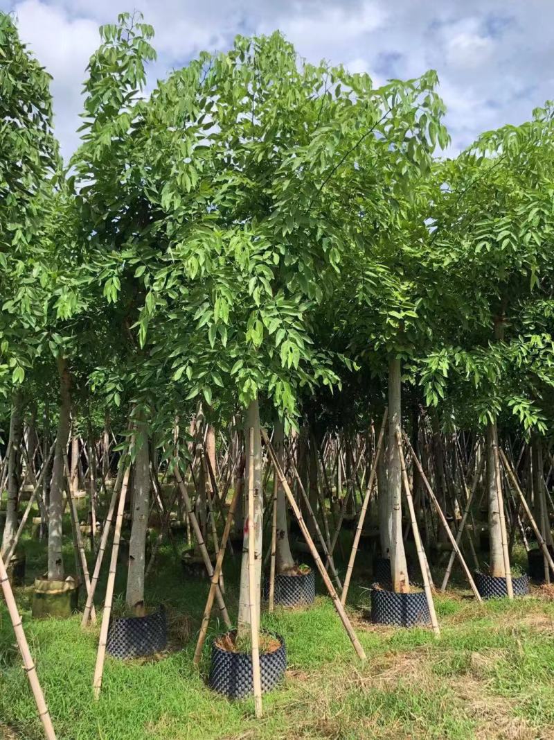 供应云南腊肠树5-8-10-12-15-18分