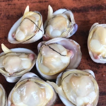 鲜活白蛤蜊白蚬子规格齐全大小白蛤蜊白蛤不包运费
