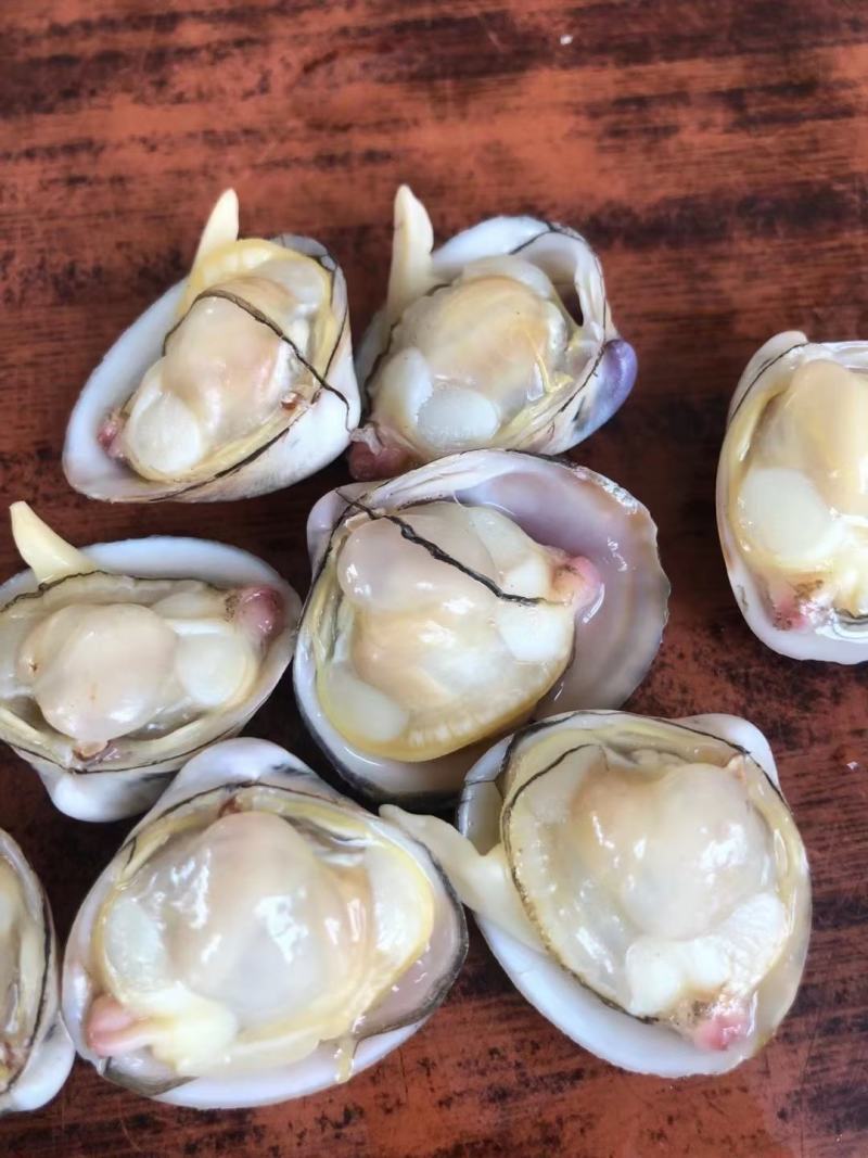 鲜活白蛤蜊白蚬子规格齐全大小白蛤蜊白蛤不包运费