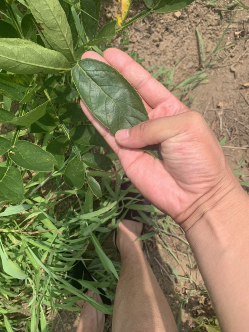 白鲜皮种子，八股牛种子