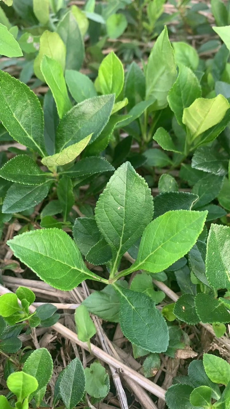 白鲜皮种子，八股牛种子
