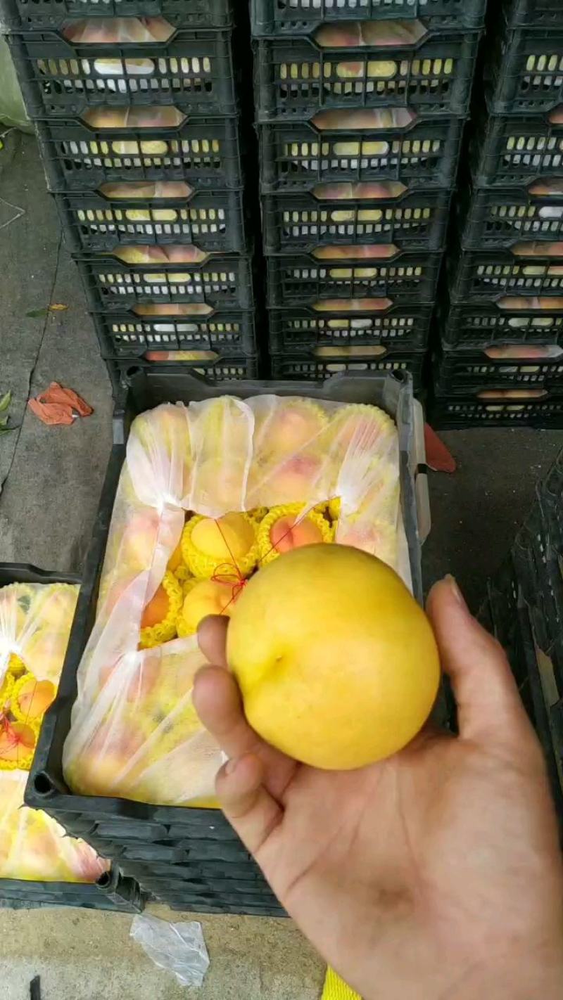 黄菊油桃次桃炸核桃蟠桃黄桃中油8桃子
