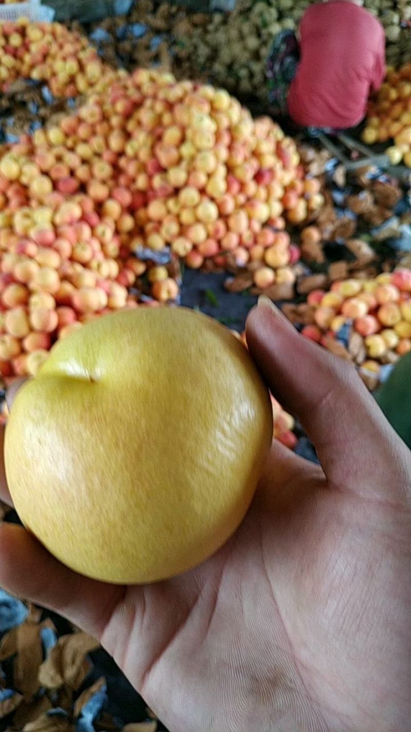 黄菊油桃次桃炸核桃蟠桃黄桃中油8桃子