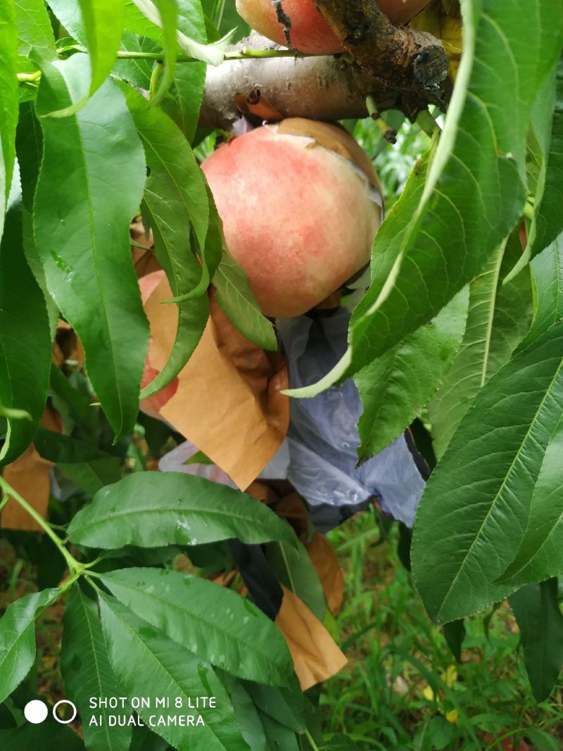 黄菊油桃次桃炸核桃蟠桃黄桃中油8桃子