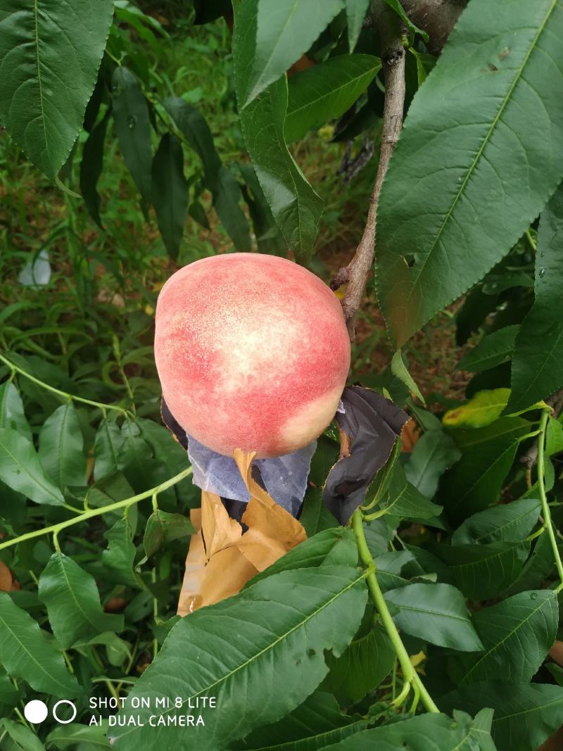 黄菊油桃次桃炸核桃蟠桃黄桃中油8桃子
