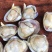 鲜活白蛤蜊白蚬子规格齐全大小白蛤蜊白蛤不包运费