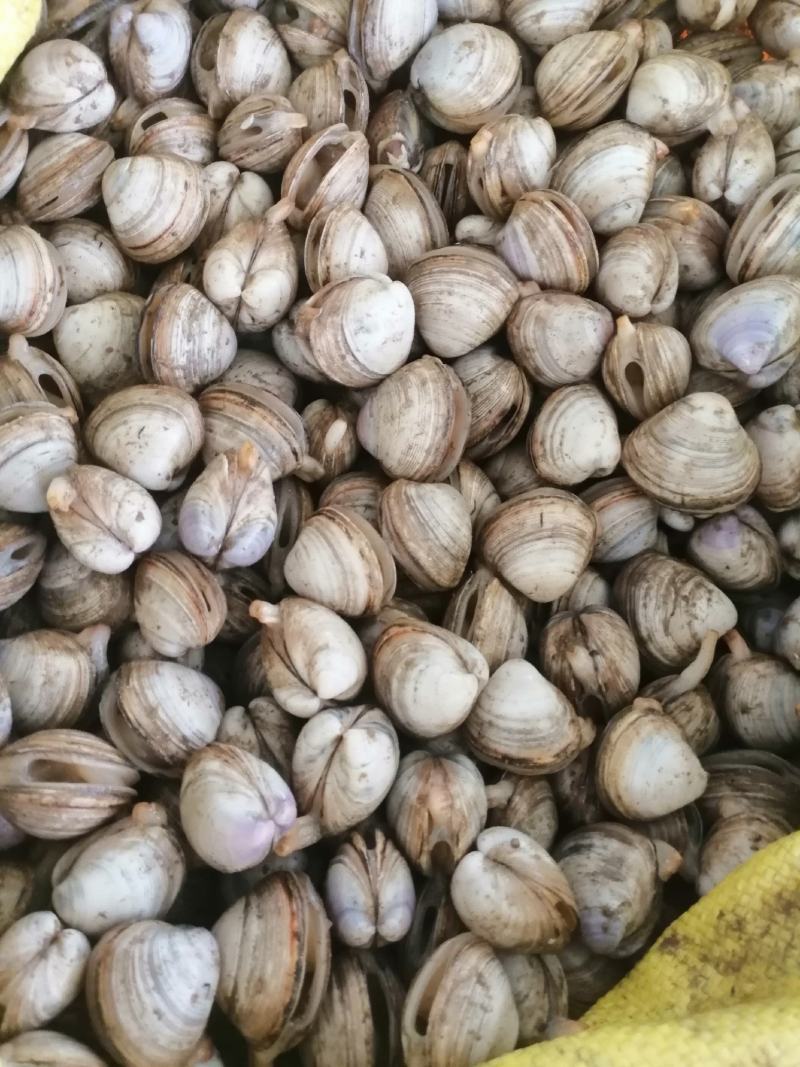 鲜活白蛤蜊白蚬子规格齐全大小白蛤蜊白蛤不包运费