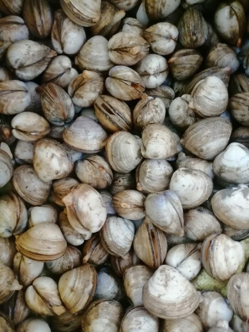 鲜活白蛤蜊白蚬子规格齐全大小白蛤蜊白蛤不包运费