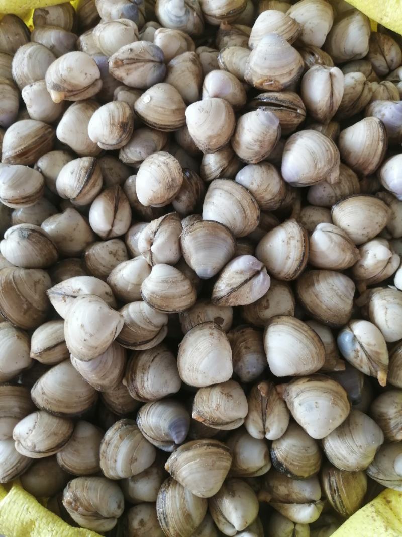 鲜活白蛤蜊白蚬子规格齐全大小白蛤蜊白蛤不包运费