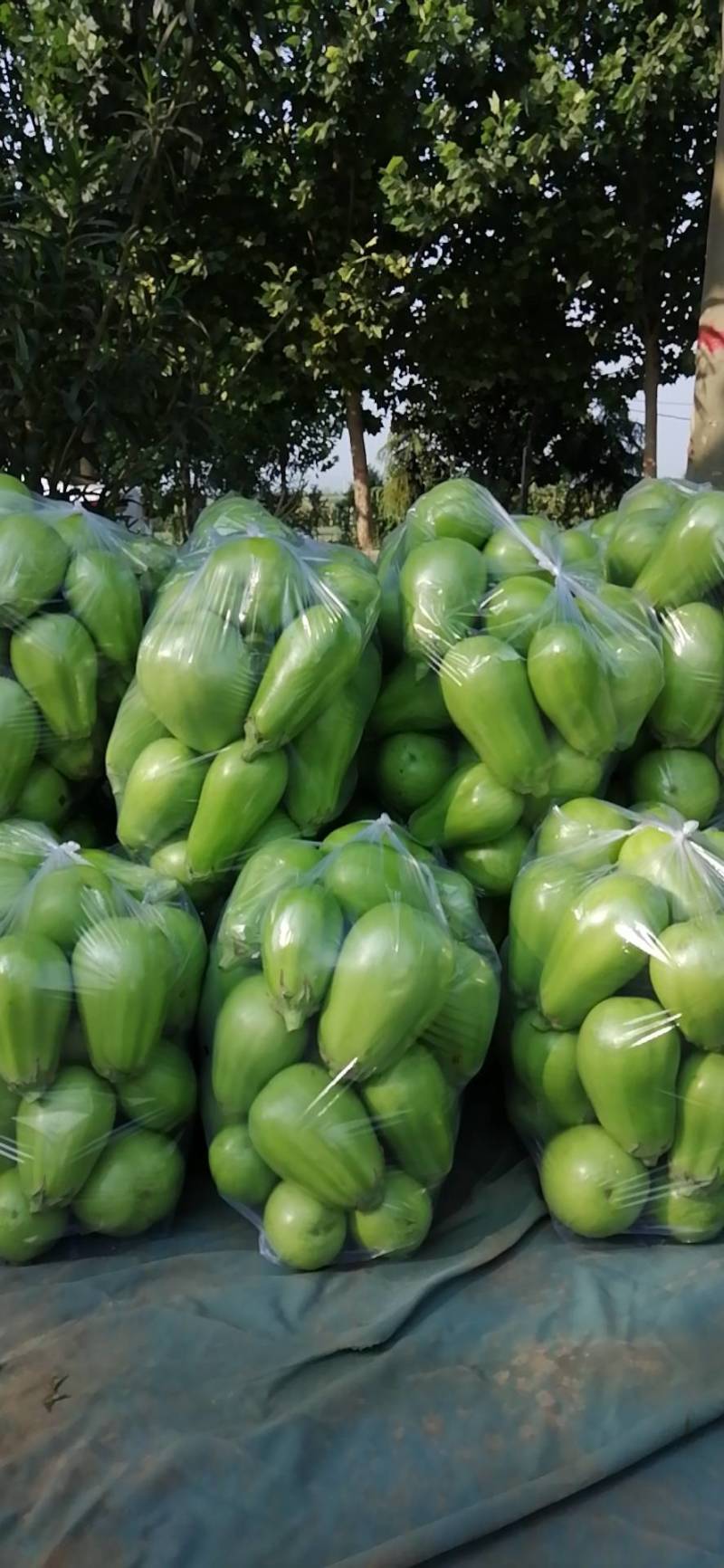 青茄4两以上茄子基地茄子批发青茄子