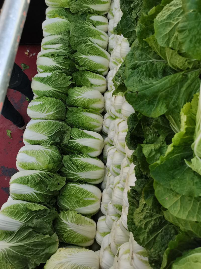 玲珑黄心大白菜，二十四小时接单，现砍现装！电商超