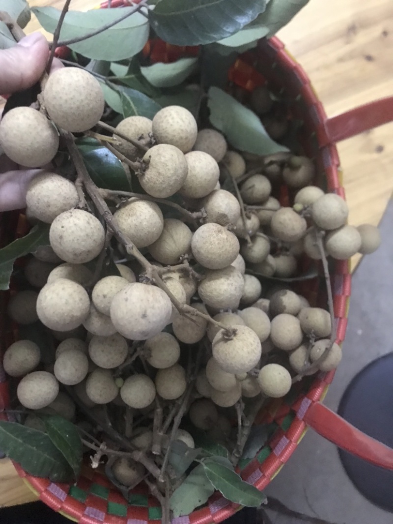 广西扶绥县正宗石夹龙眼