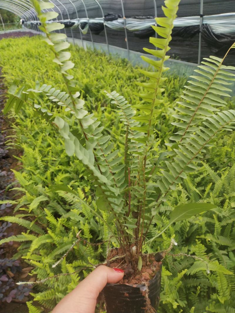 肾蕨/铁线蕨/排骨草/绿化苗木10袋，肾蕨小杯苗，齿牙草