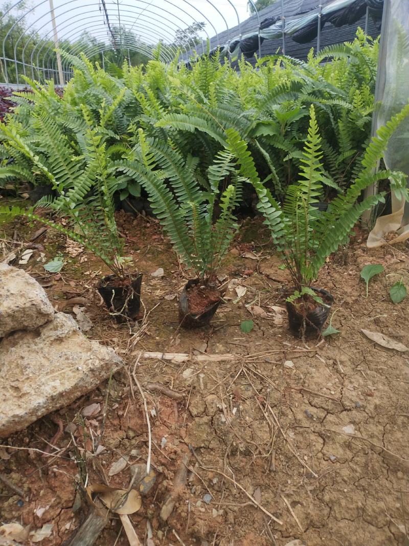 肾蕨/铁线蕨/排骨草/绿化苗木10袋，肾蕨小杯苗，齿牙草