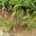 肾蕨/铁线蕨/排骨草/绿化苗木10袋，肾蕨小杯苗，齿牙草