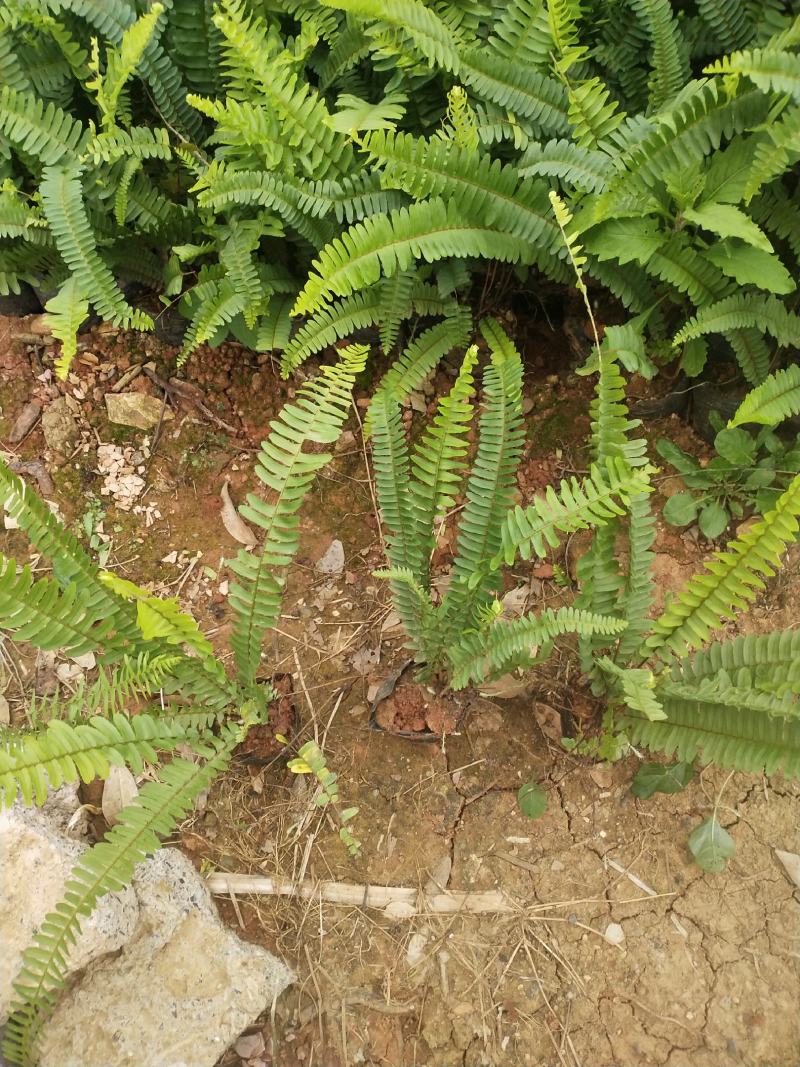 肾蕨/铁线蕨/排骨草/绿化苗木10袋，肾蕨小杯苗，齿牙草