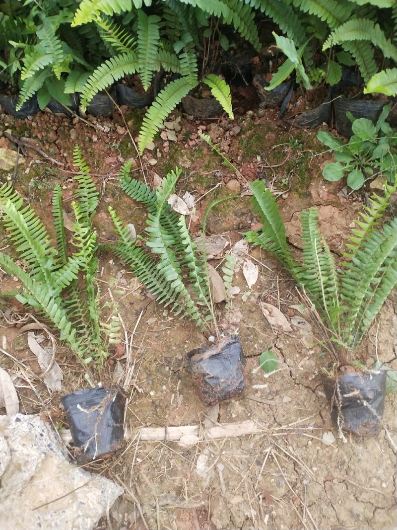 肾蕨/铁线蕨/排骨草/绿化苗木10袋，肾蕨小杯苗，齿牙草