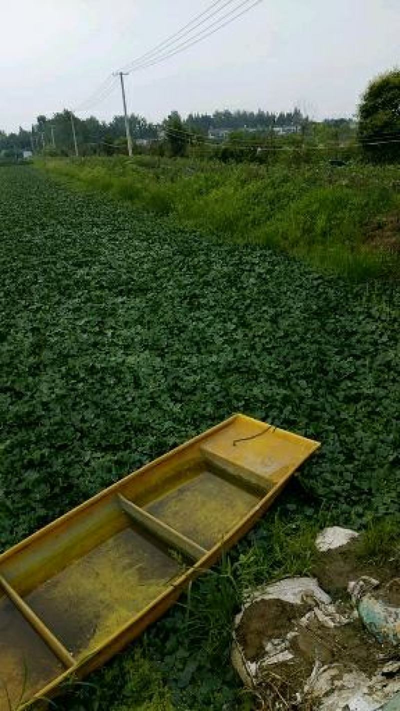 大青菱角白菱角，大量供应诚招批发商。药食同源粉糯凌角