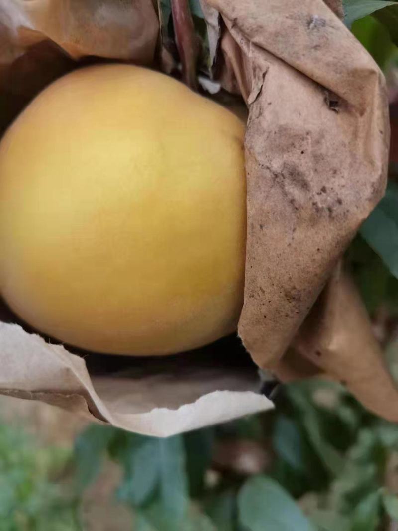 毛桃黄金密三号，货源三十亩有需要的联系我