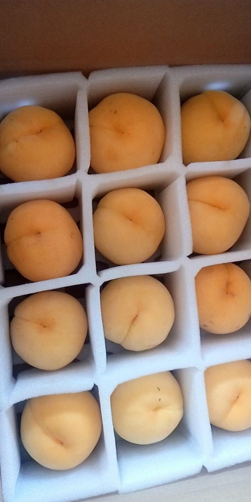 毛桃黄金密三号，货源三十亩有需要的联系我