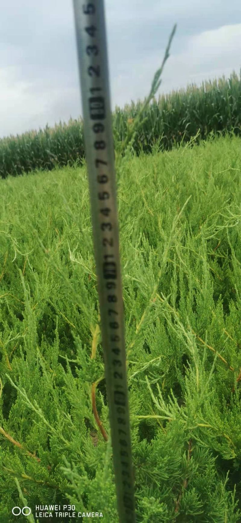 自家优质小龙柏成活率高需要的联系