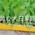 白菜苗，茶氏育苗基地常年供应大白菜苗，价格美丽