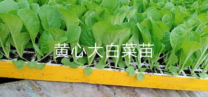 白菜苗，茶氏育苗基地常年供应大白菜苗，价格美丽