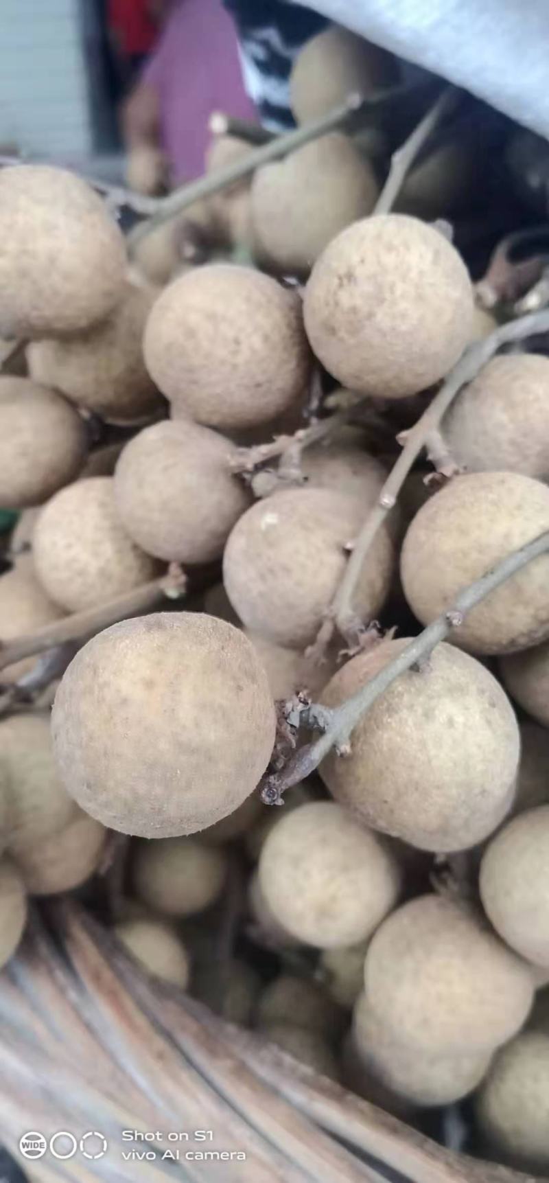 龙眼大量上市欢迎前来采购