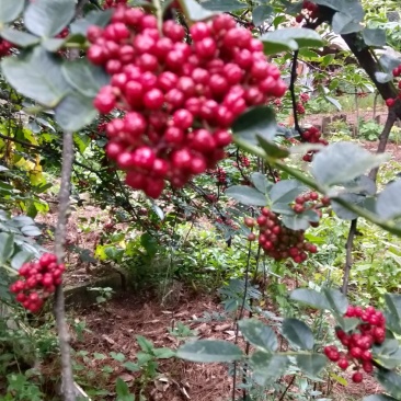 新鲜花椒干花椒