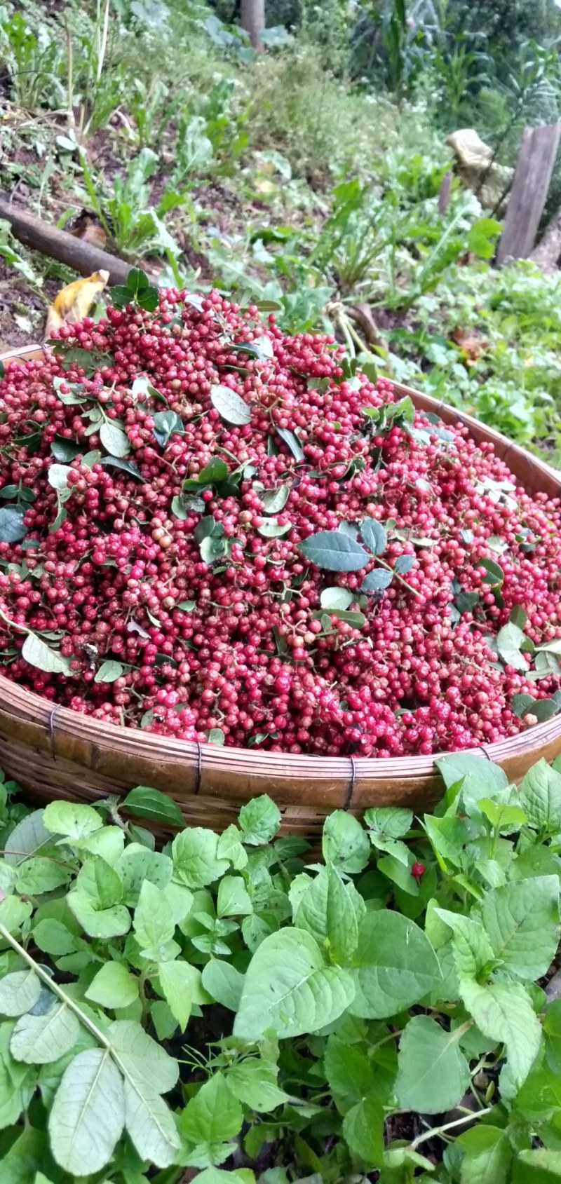 新鲜花椒干花椒