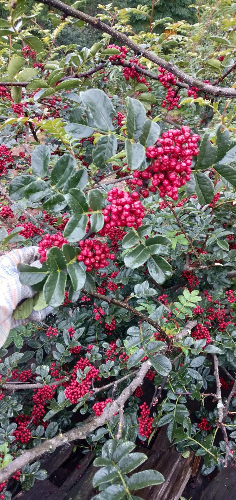 新鲜花椒干花椒