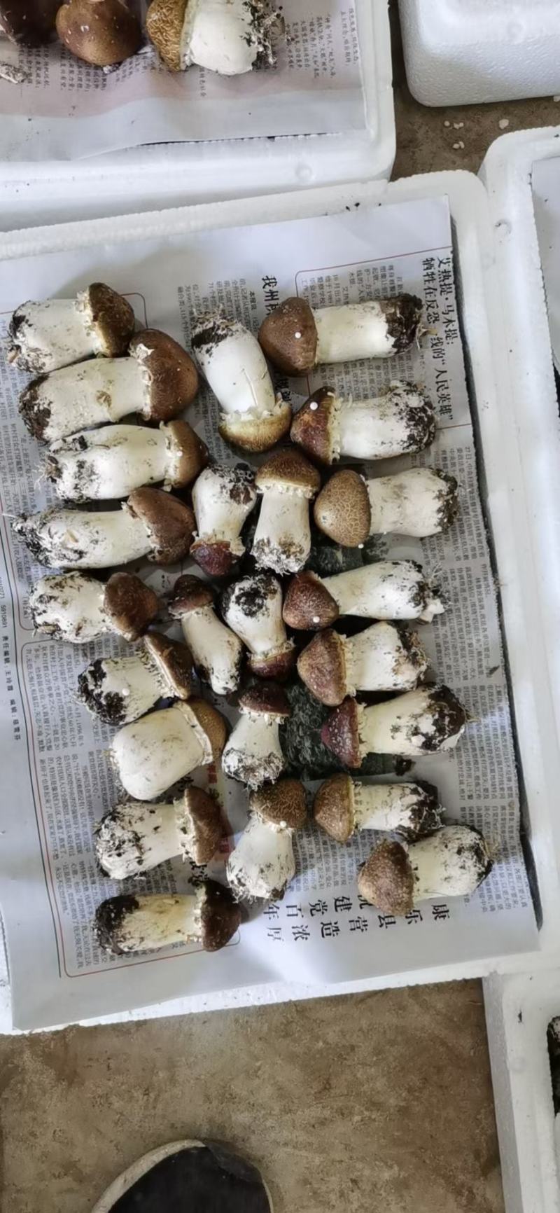 大球盖菇