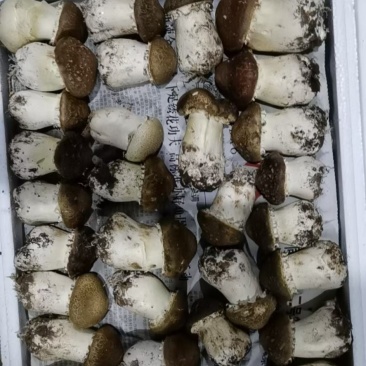 大球盖菇
