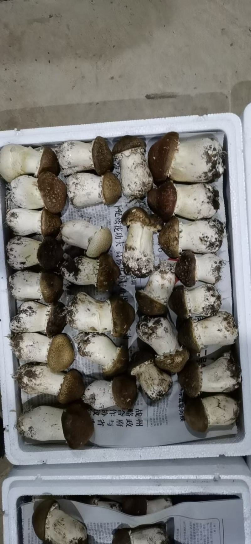 大球盖菇