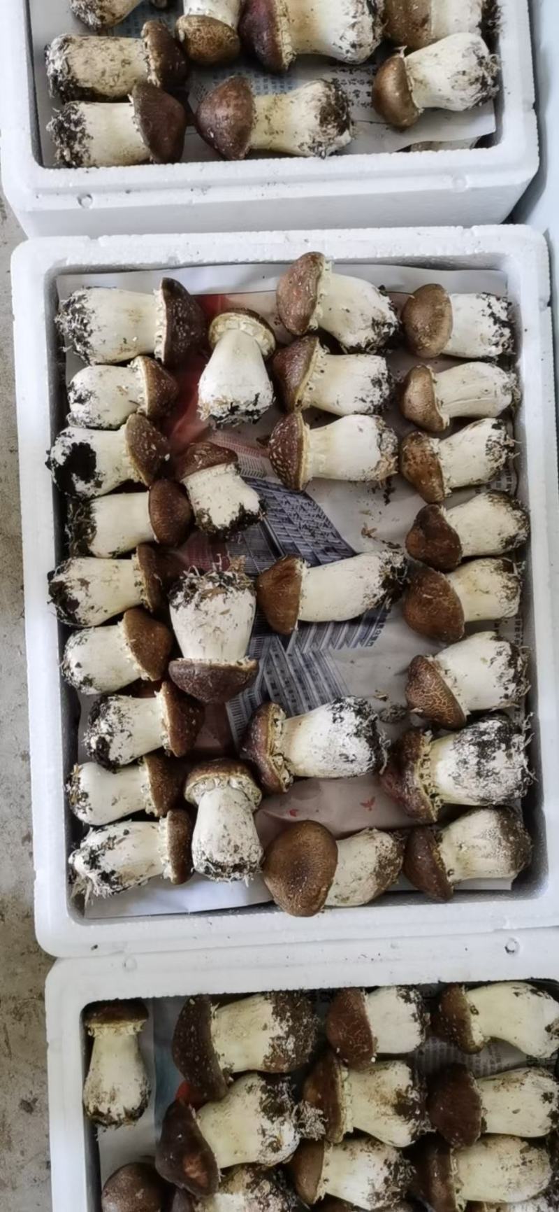 大球盖菇