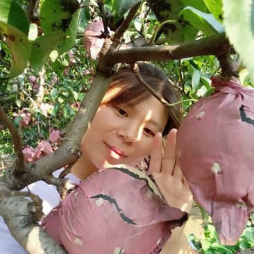 圆黄梨大量出售！诚信第一，想合作的伙伴联系我呦！