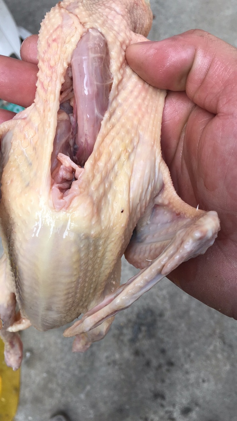 精品老鸽中鸽乳鸽现杀现发货