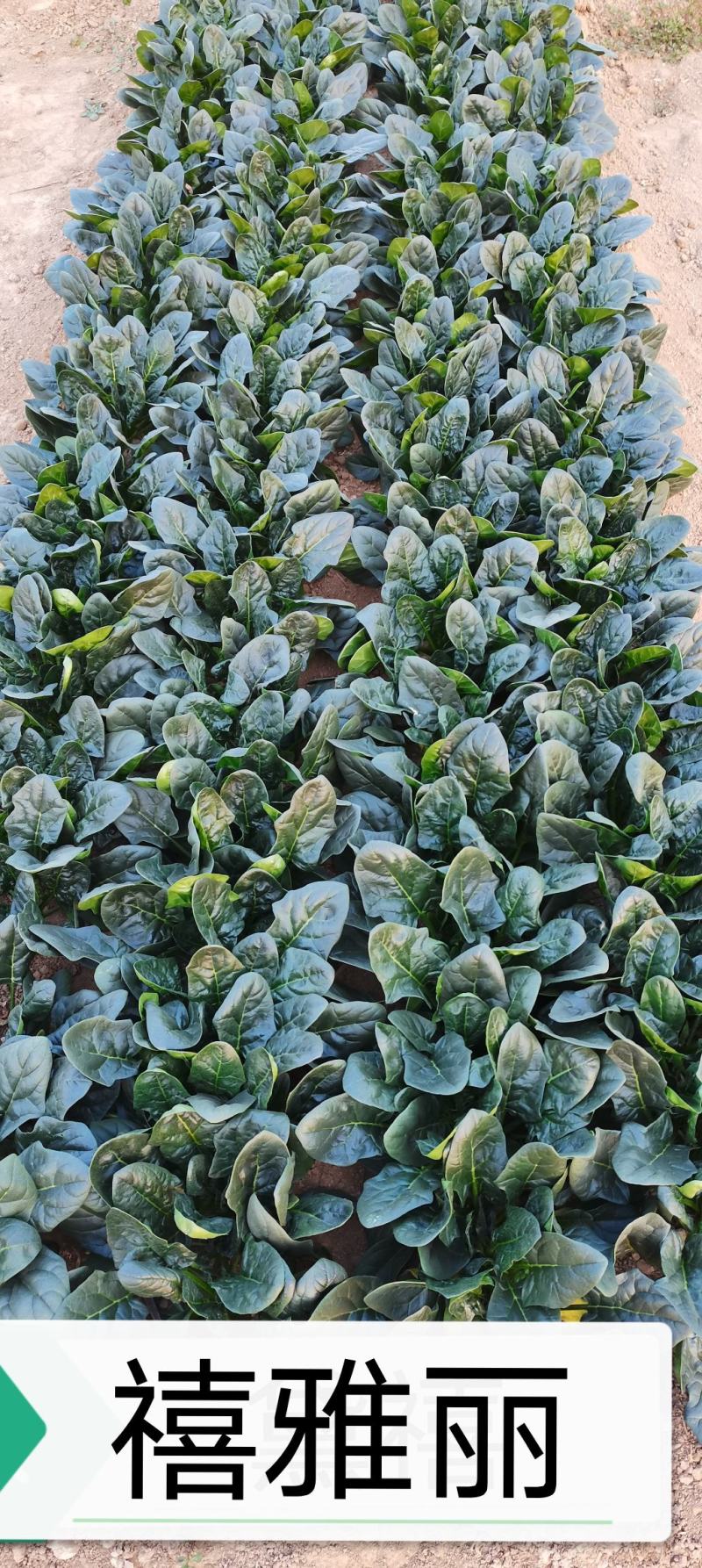 【优质】大黑圆叶丹麦原种秋季种植耐寒抗病品质好红根菠