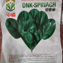 【优质】大黑圆叶丹麦原种秋季种植耐寒抗病品质好红根菠